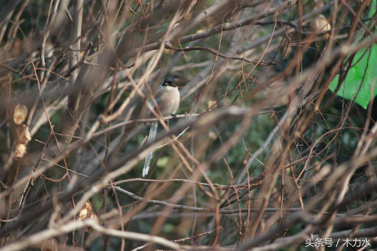 在我的老家，这种鸟十多年前就绝迹了，即使在别的地方，也不常见