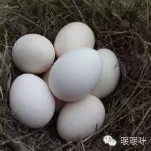 暖暖辅食,暖儿辅食大全及做法