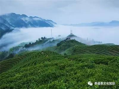 景宁惠明茶哪个品牌好,景宁惠明寺的茶