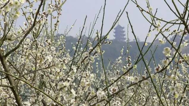 苏州园区赏梅攻略,何时去苏州赏梅最佳