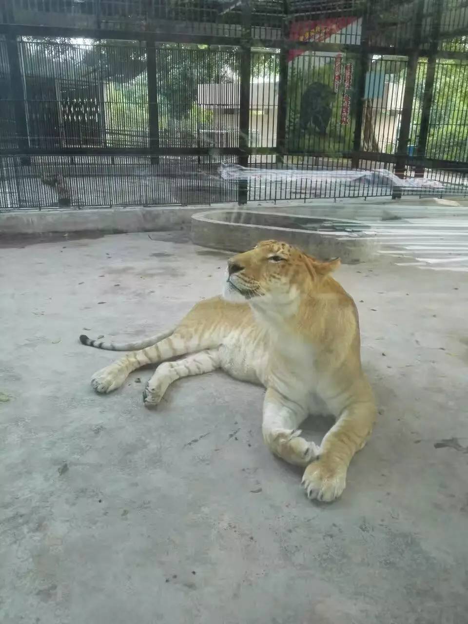 中山动物园有熊猫吗,中山公园动物园春节开放了吗