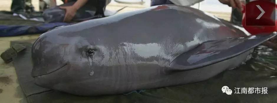 疼！一个铁钩，钩住的是全人类的的心