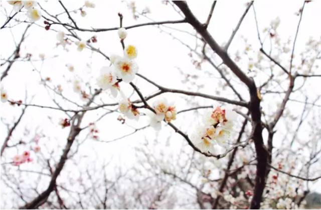 苏州园区赏梅攻略,何时去苏州赏梅最佳