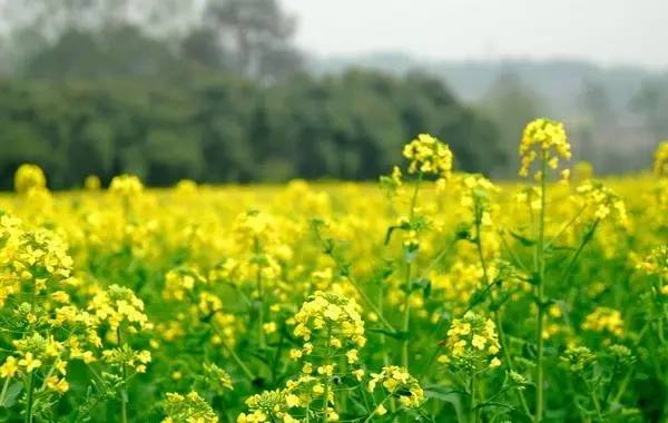 春风如贵客一到便繁华作文赏析,春风如贵客一到便繁华原文