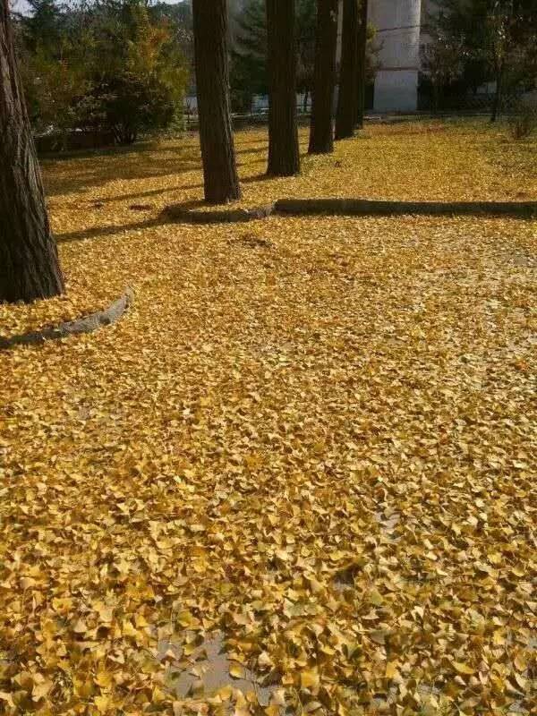 山东淄博二中,淄博二中