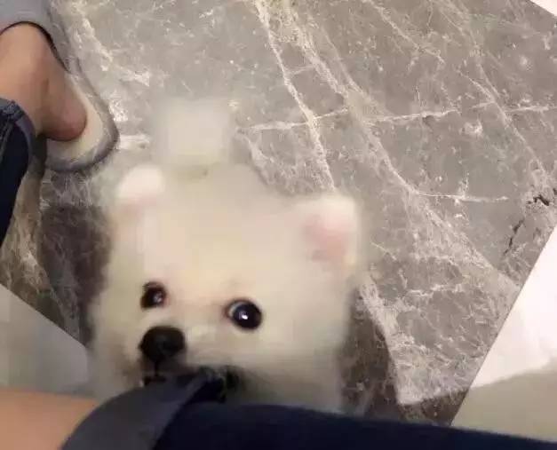 我有犬瘟，但感谢有你！