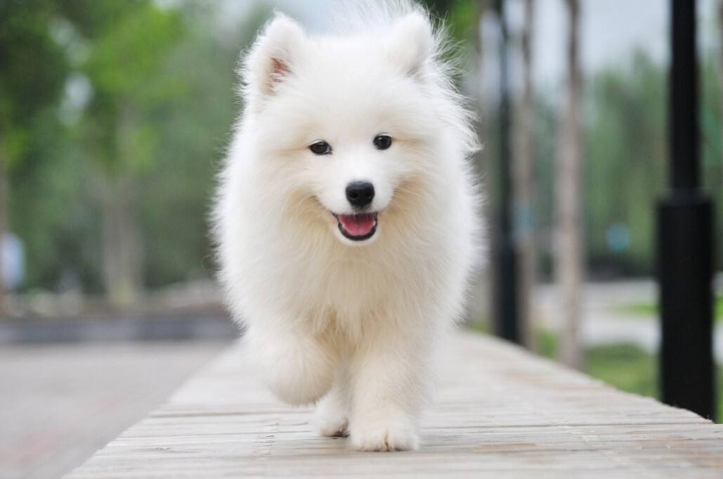 萨摩耶幼崽吃什么食物最好,幼年萨摩耶可以吃什么水果