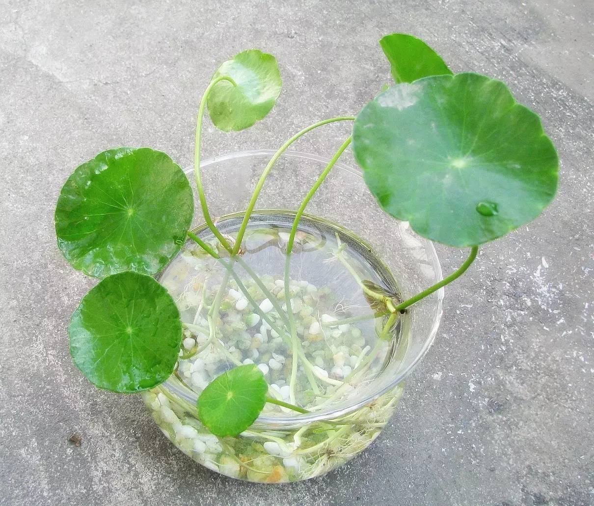 适合办公桌上养的小清新水培植物,水培绿植办公室