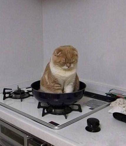 猫咪春天减肥计划表,猫咪最有效的减肥方法