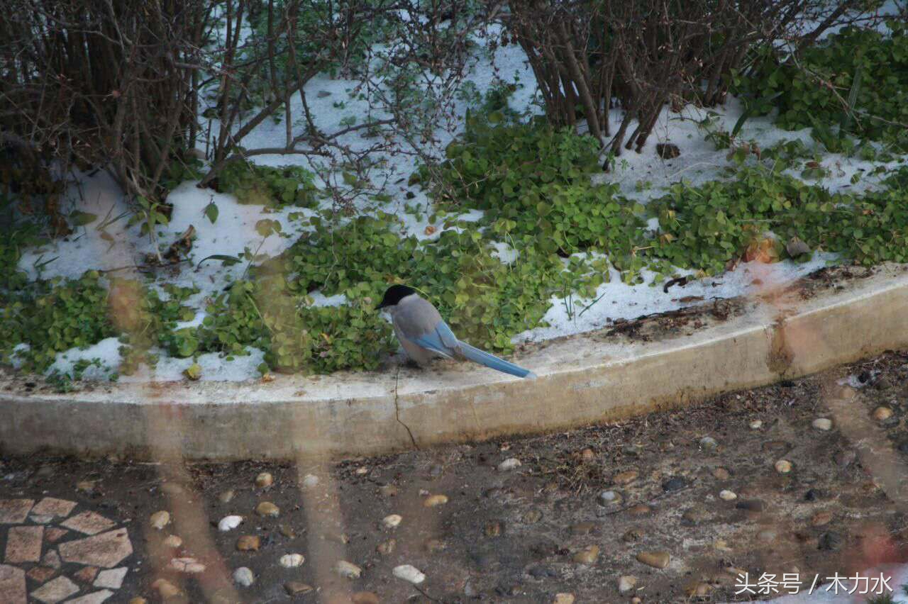在我的老家,这种鸟十多年前就绝迹了,即使在别的地方,也不常见
