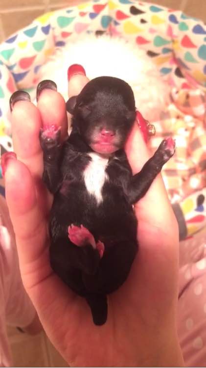 泰迪超过三个月,泰迪超过预产期没生怎么办