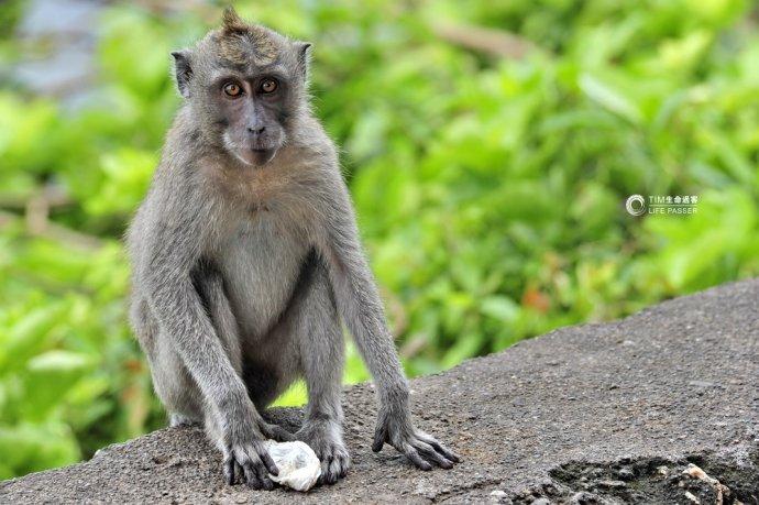 巴厘岛情人崖猴子,巴厘岛最美情人崖