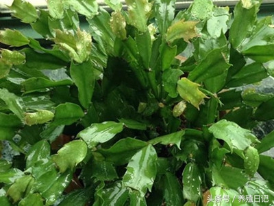 蟹爪兰的浇水方法和注意事项,蟹爪兰浇水的正确方法小窍门