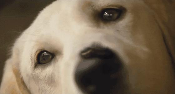 这些猫狗男女都爱看