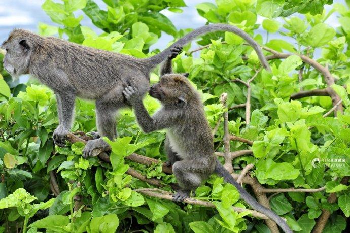 巴厘岛情人崖猴子,巴厘岛最美情人崖