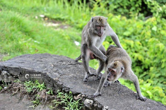 巴厘岛情人崖猴子,巴厘岛最美情人崖