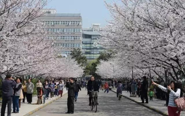 上海最长的樱花大道在哪里,上海樱花盛开的季节是几月