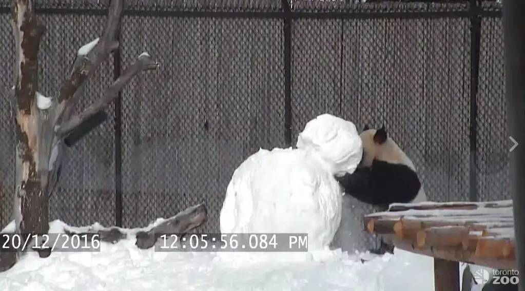 逛老街、扔斧头、高空行走!这样的多伦多,你爱吗?