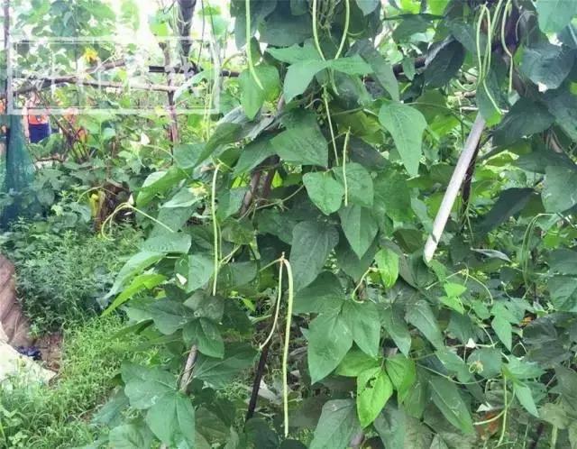 番禺区钟村街道幼儿园,番禺钟村公立幼儿园