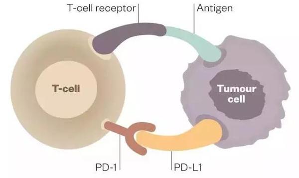 香港pdl1一支药的价格,香港哪里有卖pd1