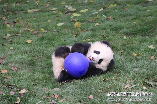 中国十大最火的外国网红,抖音百万网红姐弟抱大腿