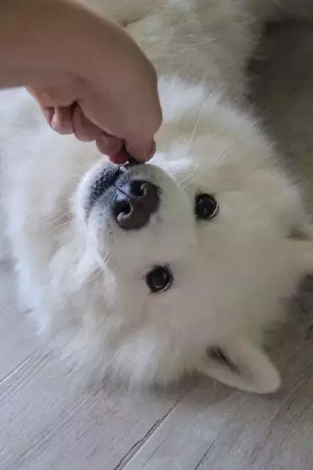 萌宠动物图鉴,萌宠萌图第591期