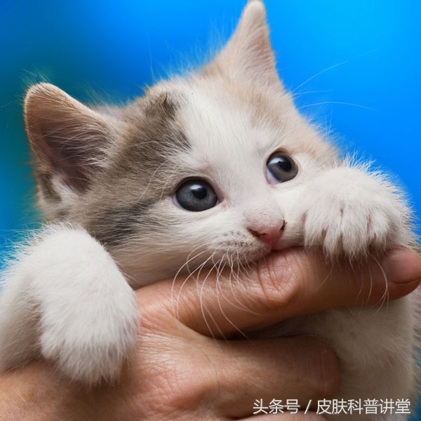 有没有被猫抓过,那你可要留意一下这个皮肤病了,猫抓病