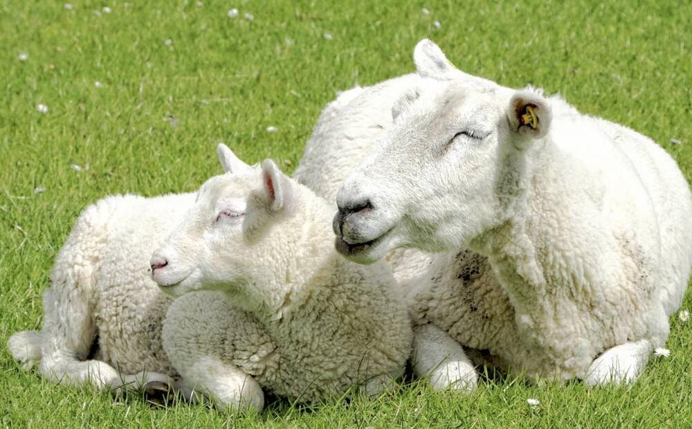 家禽免疫方法,家禽得了免疫病怎么整治