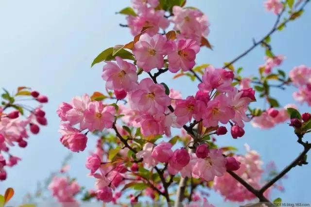 上海最长的樱花大道在哪里,上海樱花盛开的季节是几月