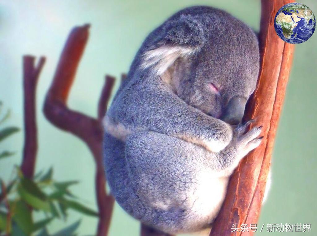 树袋熊其实不是熊的后一句,树袋熊是熊类还是鼠类
