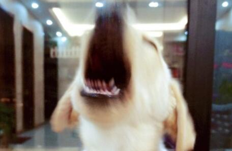 不小心踩到狗它会记仇吗,不小心踩到狗狗它一直呲牙