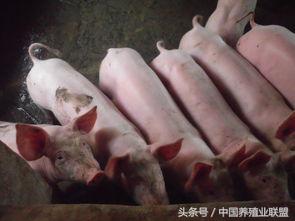 仔猪是个宝！管理要做好！