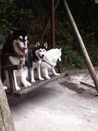 男子求鉴定狗仔是不是二哈，网友笑喷：土狗还能串出三把火，牛逼