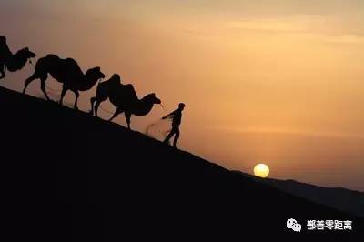 新疆鄯善骆驼,鄯善的骆驼