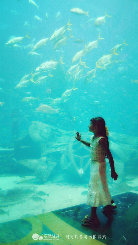 迪拜的第一大海洋馆,迪拜摩尔海洋馆