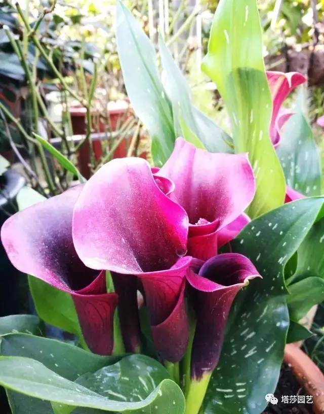 彩色马蹄莲的形态特征和养殖,白色马蹄莲和彩色马蹄莲一样吗