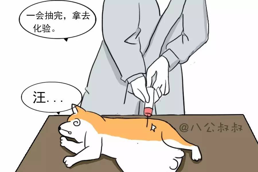 狗狗胀肚子和怀孕怎么区分,狗狗肚子胀胀的鼓鼓的还站不稳喘