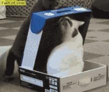 猫咪是高冷的还是粘人的,猫咪是高冷萌化吗