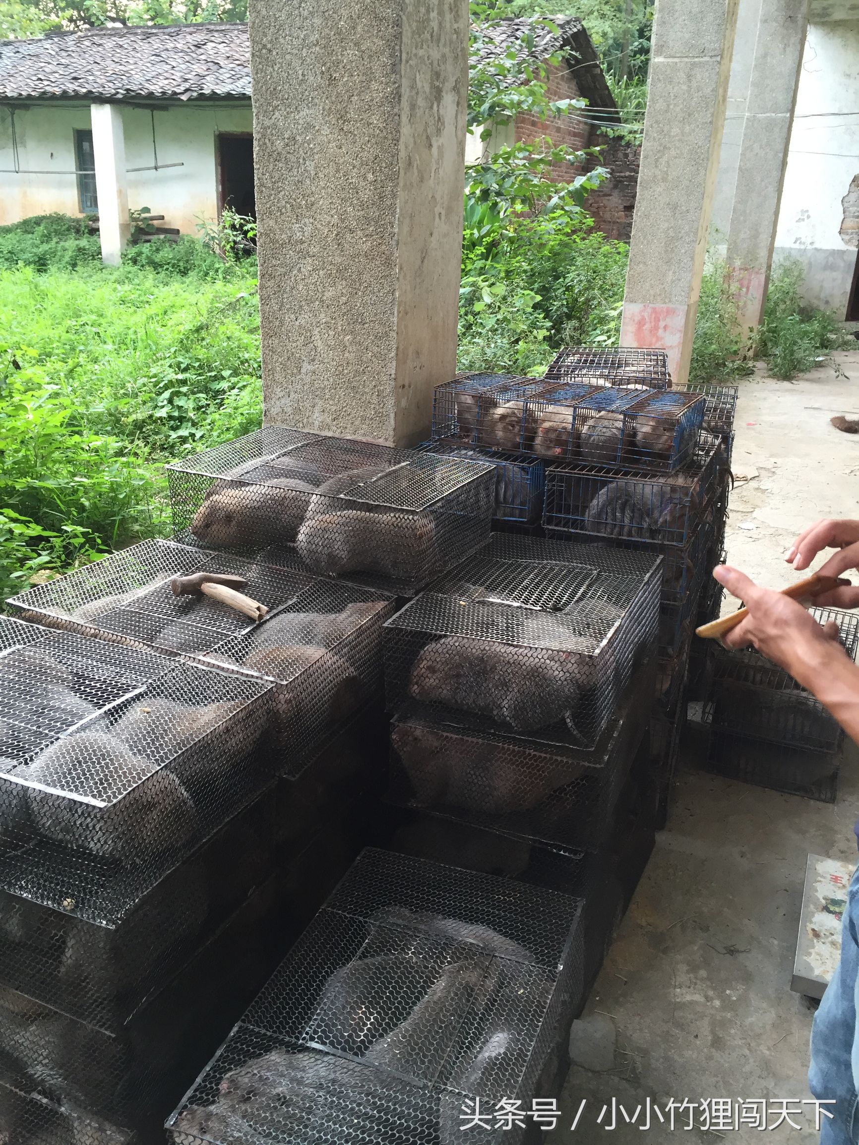 竹鼠养殖是骗局吗,竹鼠养殖加盟代理