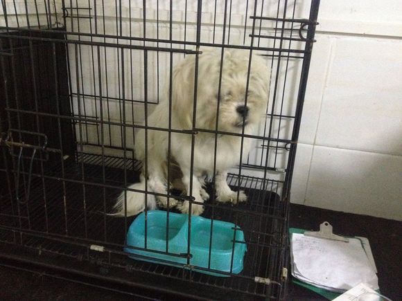 忠诚小狗看门,最忠诚的狗守护主人