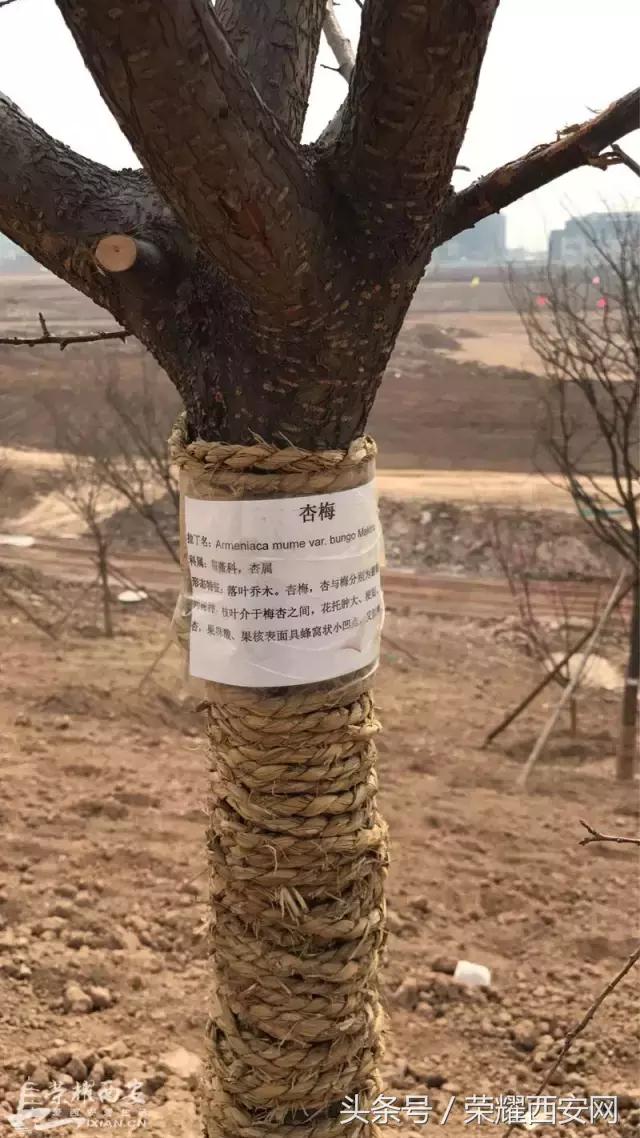 潏河湿地公园最新进度,潏河湿地公园还修吗