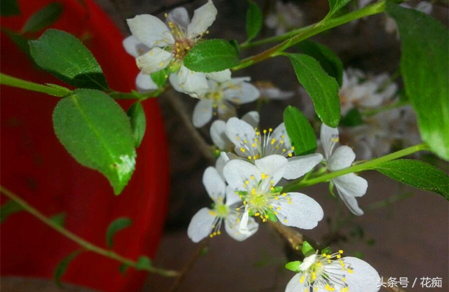 欧李在我国哪些地方最适合种植,野生欧李能移栽吗
