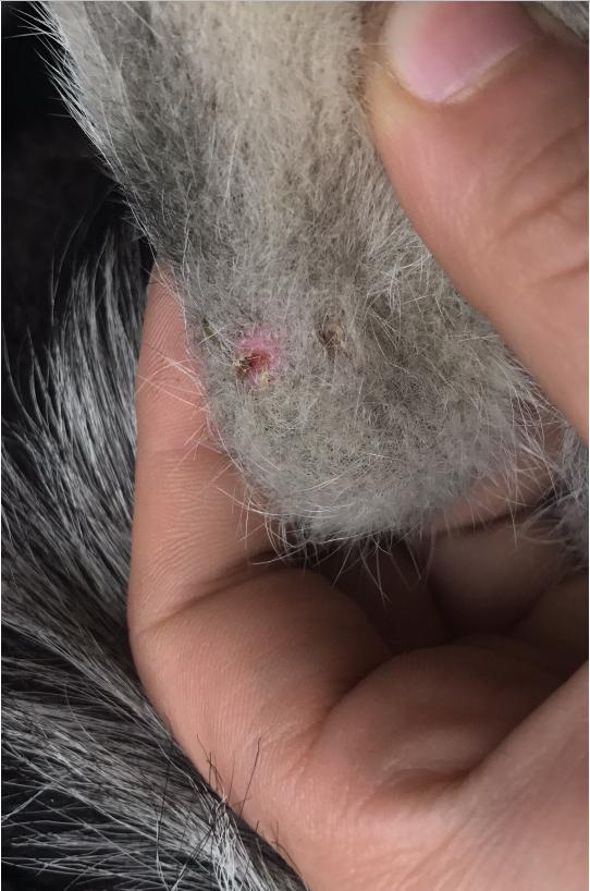 哈士奇身上长脓包,哈士奇豆豆被虫子咬了