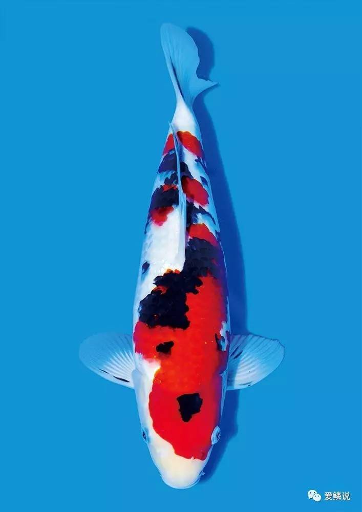 指环虫病中西疗法,你都会吗?