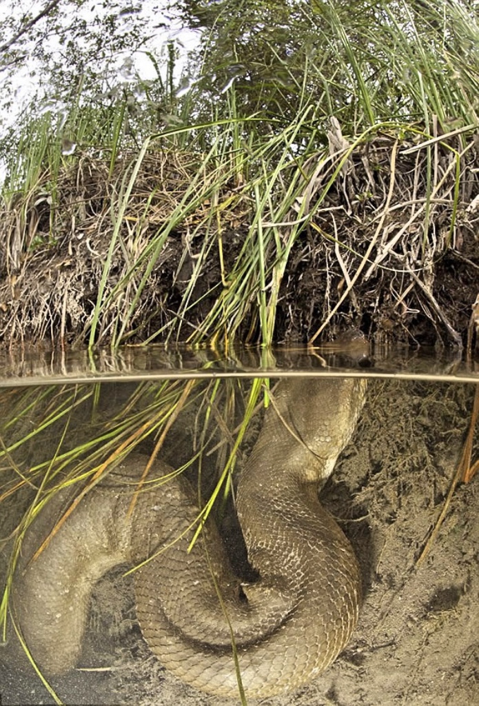 森蚺最重能重到800斤,200多公斤的巨型森蚺