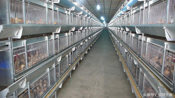 养鸡要多大规模才能赚钱,养鸡一年利润有多大