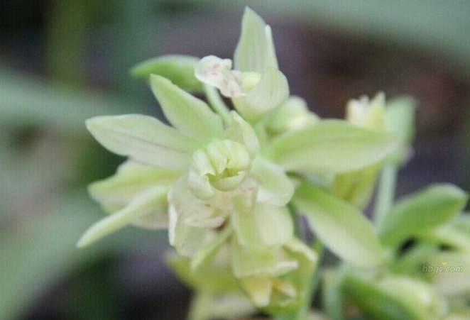 云南兰花名贵品种图片介绍,云南兰花老品种有哪些图片