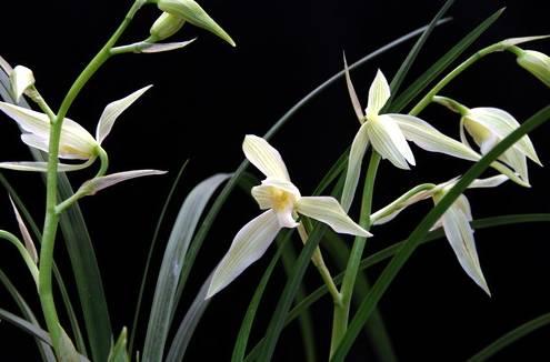 云南兰花名贵品种图片介绍,云南兰花老品种有哪些图片