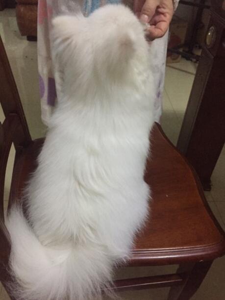 主人不小心踩到狗怎么办,踩到狗狗怎么判断它没事