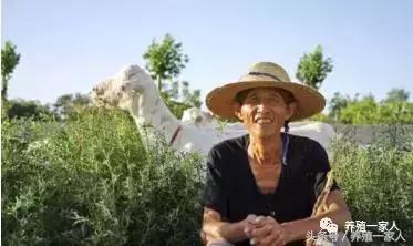 养羊的10大忠告完整,养羊的十大心酸